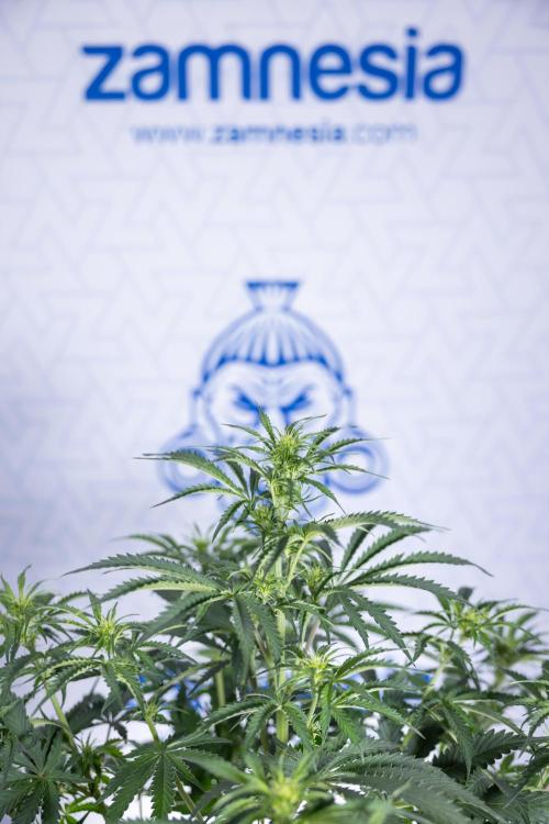 Tangerine Dream  Auto - Zamnesia x B&B. Week 5 - Tangerine Dream Automatic - Bloom 