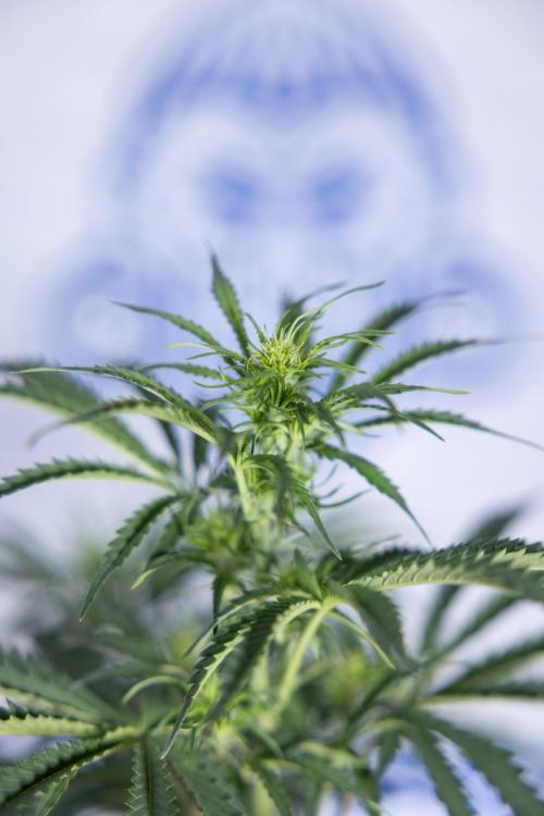 Tangerine Dream  Auto - Zamnesia x B&B. Week 5 - Tangerine Dream Automatic - Bloom 