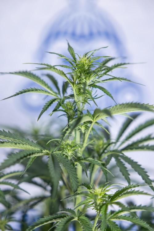 Tangerine Dream  Auto - Zamnesia x B&B. Week 5 - Tangerine Dream Automatic - Bloom 