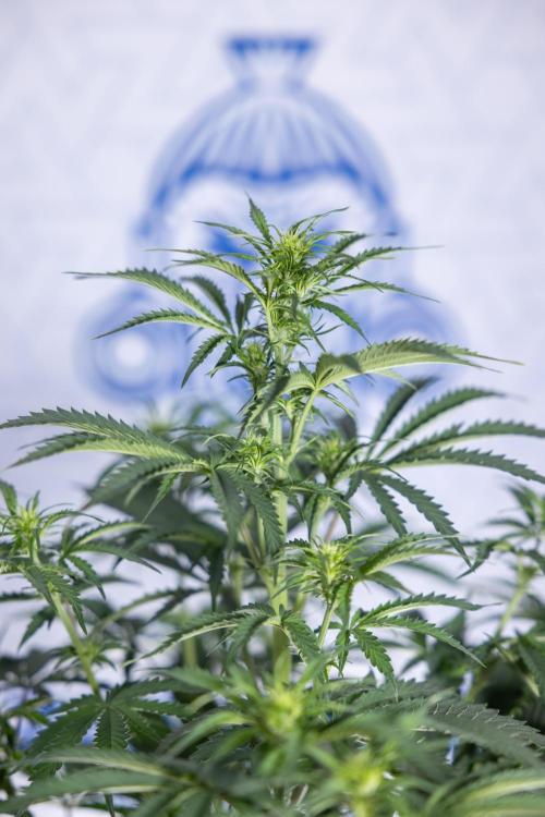 Tangerine Dream  Auto - Zamnesia x B&B. Week 5 - Tangerine Dream Automatic - Bloom 