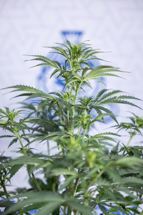 Tangerine Dream  Auto - Zamnesia x B&B. Week 5 - Tangerine Dream Automatic - Bloom 