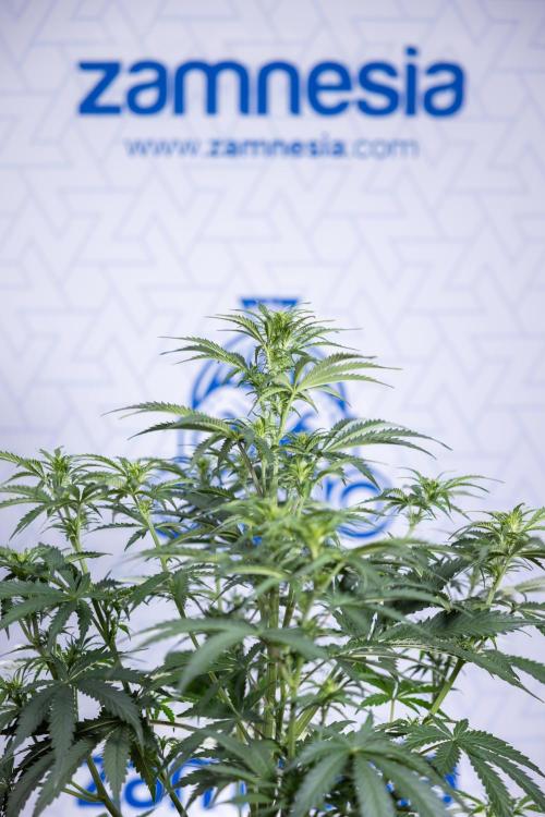 Tangerine Dream  Auto - Zamnesia x B&B. Week 5 - Tangerine Dream Automatic - Bloom 