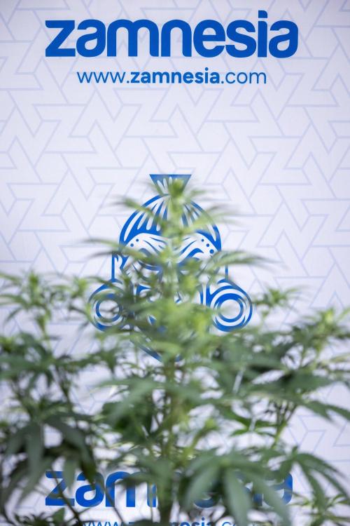 Tangerine Dream  Auto - Zamnesia x B&B. Week 5 - Tangerine Dream Automatic - Bloom 