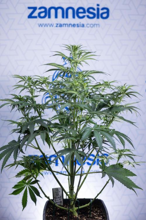 Tangerine Dream  Auto - Zamnesia x B&B. Week 5 - Tangerine Dream Automatic - Bloom 