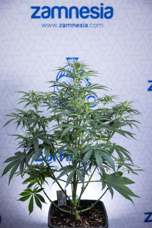 Tangerine Dream  Auto - Zamnesia x B&B. Week 5 - Tangerine Dream Automatic - Bloom 