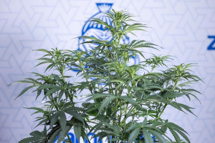 Tangerine Dream  Auto - Zamnesia x B&B. Week 5 - Tangerine Dream Automatic - Bloom 