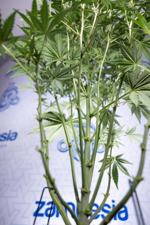 Monster Dwarf I Auto - Zamnesia x B&B. Week 5 - Monster Dwarf Automatic #1 - Bloom