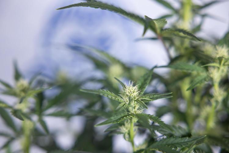 Monster Dwarf I Auto - Zamnesia x B&B. Week 5 - Monster Dwarf Automatic #1 - Bloom