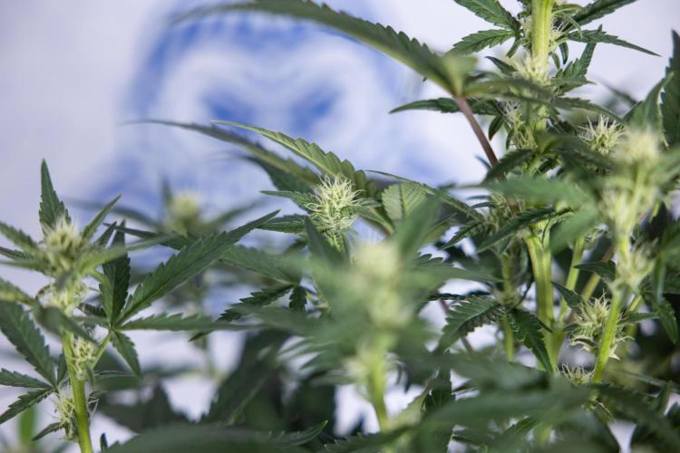 Monster Dwarf I Auto - Zamnesia x B&B. Week 5 - Monster Dwarf Automatic #1 - Bloom