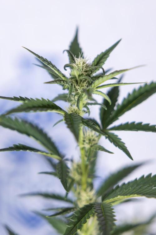 Monster Dwarf I Auto - Zamnesia x B&B. Week 5 - Monster Dwarf Automatic #1 - Bloom