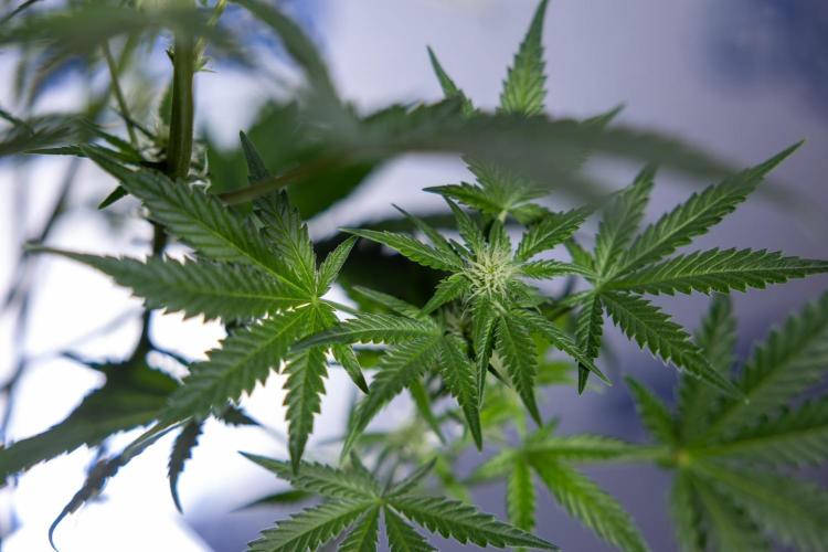 Monster Dwarf I Auto - Zamnesia x B&B. Week 5 - Monster Dwarf Automatic #1 - Bloom