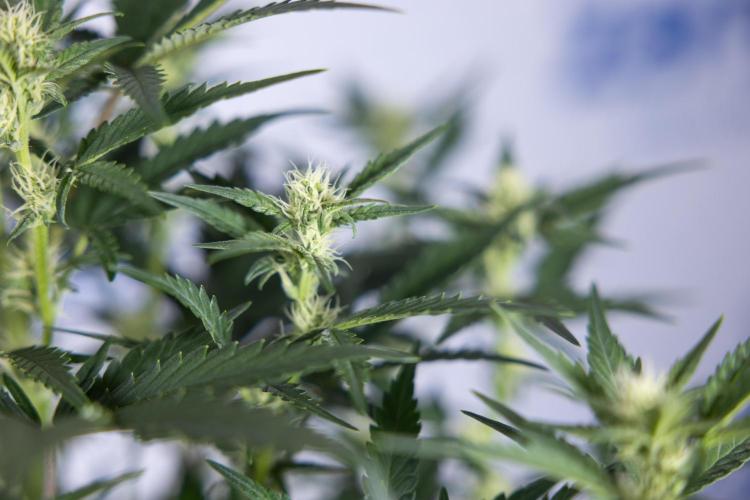 Monster Dwarf I Auto - Zamnesia x B&B. Week 5 - Monster Dwarf Automatic #1 - Bloom