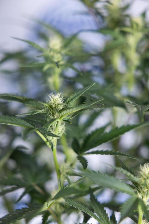 Monster Dwarf I Auto - Zamnesia x B&B. Week 5 - Monster Dwarf Automatic #1 - Bloom