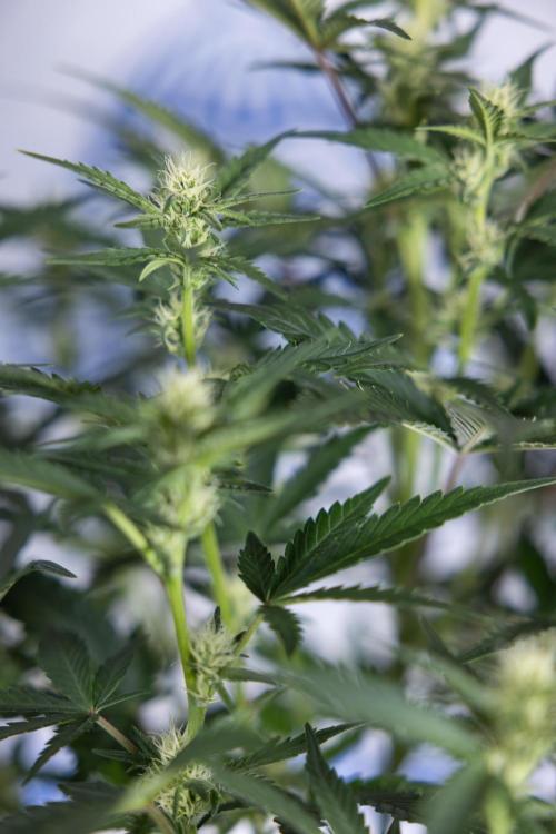 Monster Dwarf I Auto - Zamnesia x B&B. Week 5 - Monster Dwarf Automatic #1 - Bloom