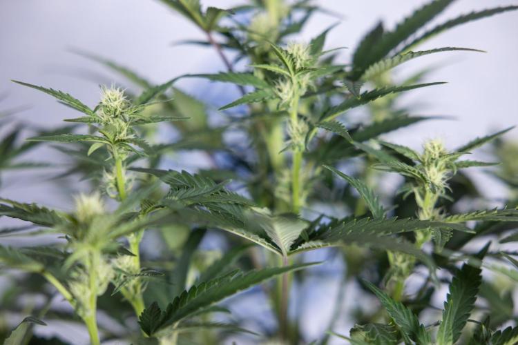 Monster Dwarf I Auto - Zamnesia x B&B. Week 5 - Monster Dwarf Automatic #1 - Bloom