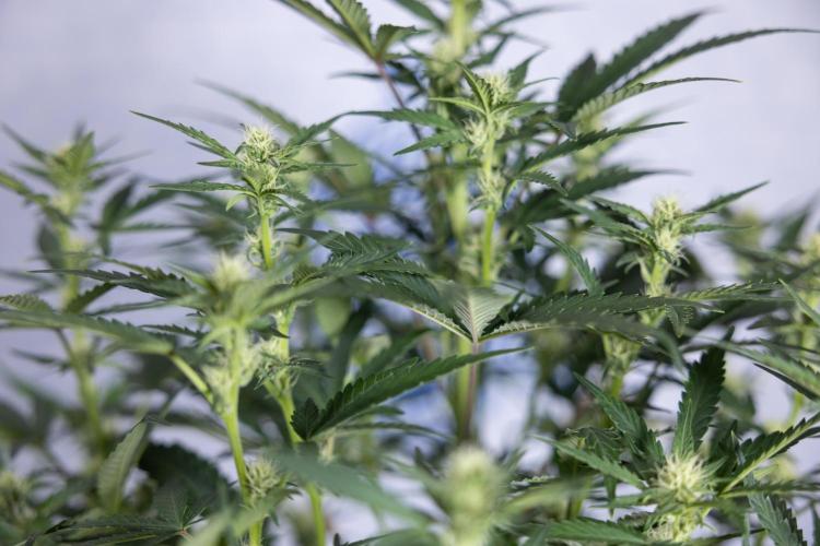 Monster Dwarf I Auto - Zamnesia x B&B. Week 5 - Monster Dwarf Automatic #1 - Bloom