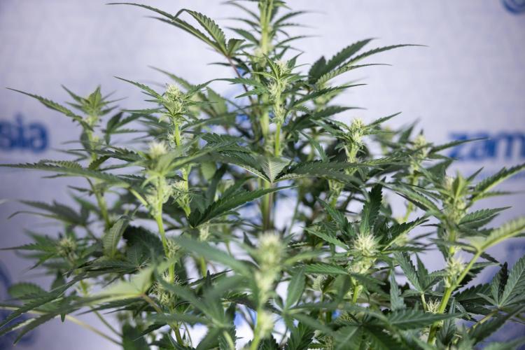 Monster Dwarf I Auto - Zamnesia x B&B. Week 5 - Monster Dwarf Automatic #1 - Bloom