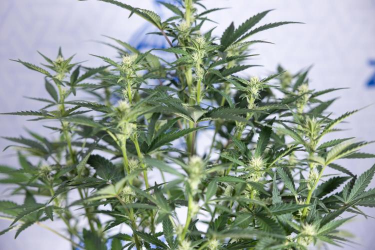 Monster Dwarf I Auto - Zamnesia x B&B. Week 5 - Monster Dwarf Automatic #1 - Bloom