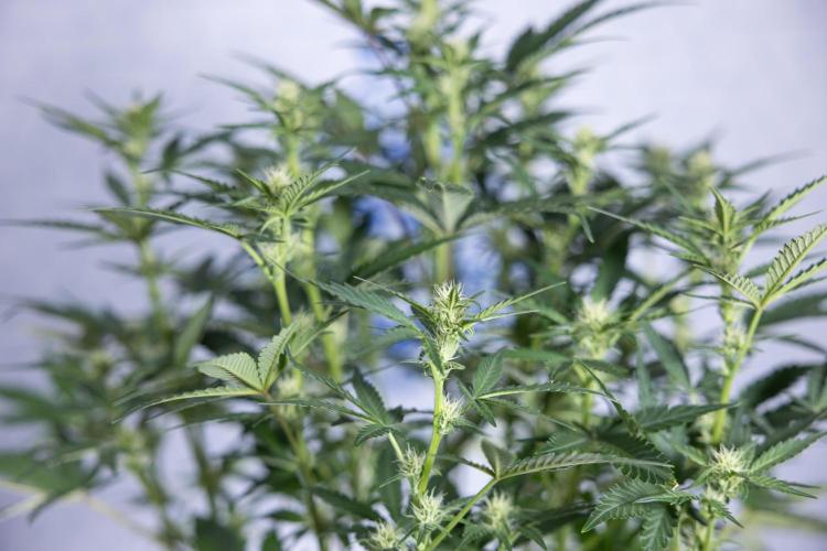 Monster Dwarf I Auto - Zamnesia x B&B. Week 5 - Monster Dwarf Automatic #1 - Bloom