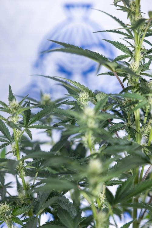 Monster Dwarf I Auto - Zamnesia x B&B. Week 5 - Monster Dwarf Automatic #1 - Bloom