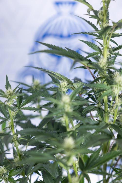 Monster Dwarf I Auto - Zamnesia x B&B. Week 5 - Monster Dwarf Automatic #1 - Bloom