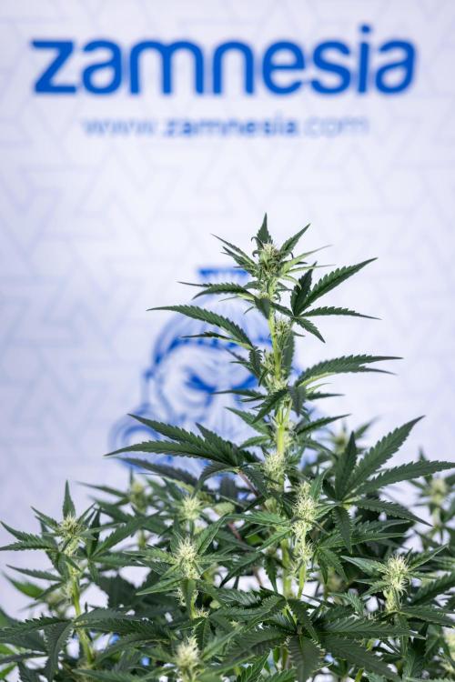 Monster Dwarf I Auto - Zamnesia x B&B. Week 5 - Monster Dwarf Automatic #1 - Bloom