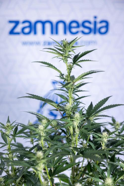 Monster Dwarf I Auto - Zamnesia x B&B. Week 5 - Monster Dwarf Automatic #1 - Bloom