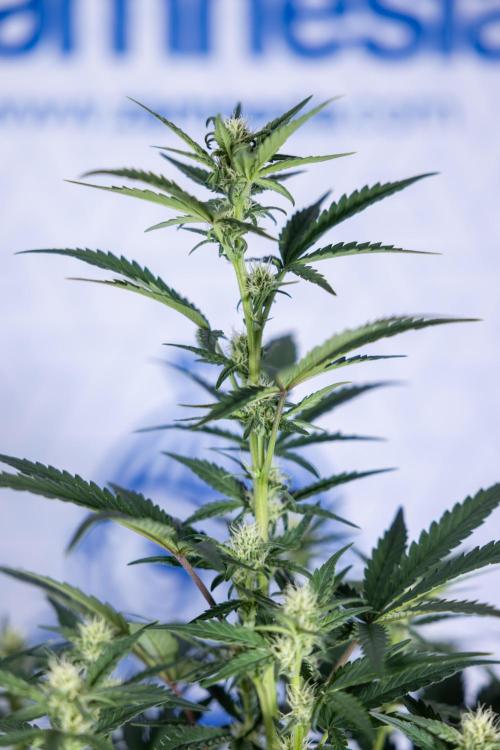 Monster Dwarf I Auto - Zamnesia x B&B. Week 5 - Monster Dwarf Automatic #1 - Bloom