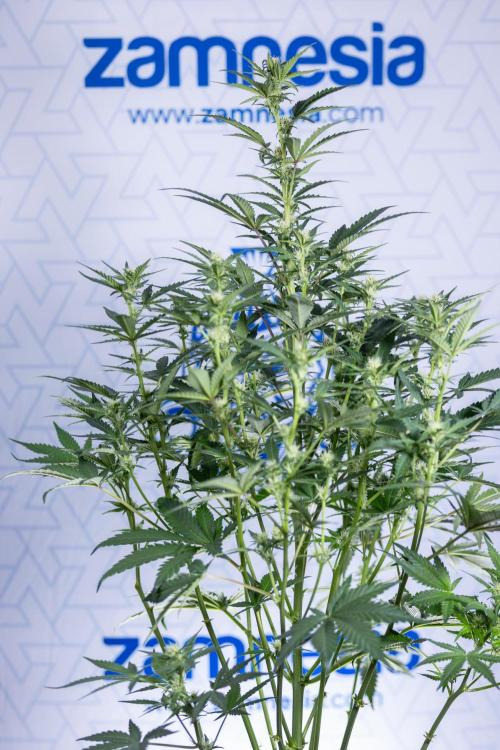 Monster Dwarf I Auto - Zamnesia x B&B. Week 5 - Monster Dwarf Automatic #1 - Bloom