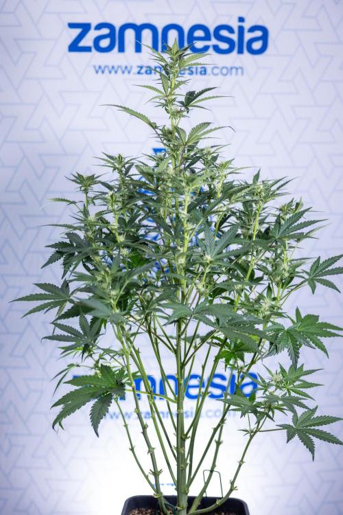 Monster Dwarf I Auto - Zamnesia x B&B. Week 5 - Monster Dwarf Automatic #1 - Bloom