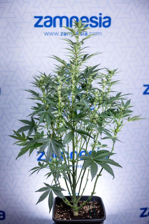 Monster Dwarf I Auto - Zamnesia x B&B. Week 5 - Monster Dwarf Automatic #1 - Bloom