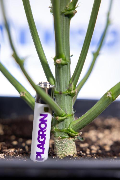 Monster Dwarf I Auto - Zamnesia x B&B. Week 5 - Monster Dwarf Automatic #1 - Bloom