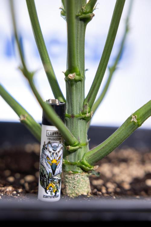 Monster Dwarf I Auto - Zamnesia x B&B. Week 5 - Monster Dwarf Automatic #1 - Bloom