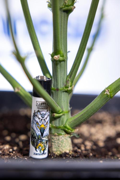 Monster Dwarf I Auto - Zamnesia x B&B. Week 5 - Monster Dwarf Automatic #1 - Bloom