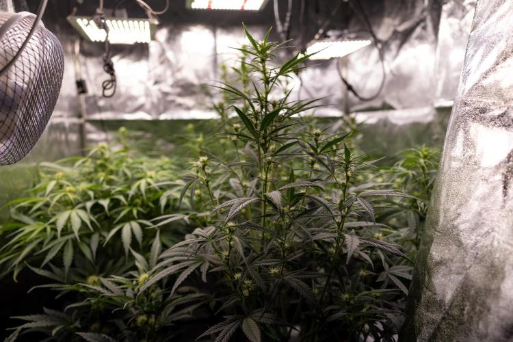 Monster Dwarf II Auto - Zamnesia x B&B. Week 5 - Monster Dwarf Automatic #2 - LST - Bloom