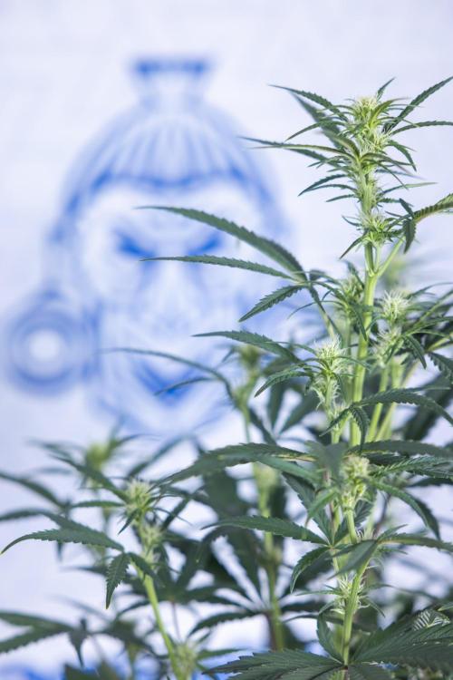 Monster Dwarf II Auto - Zamnesia x B&B. Week 5 - Monster Dwarf Automatic #2 - LST - Bloom