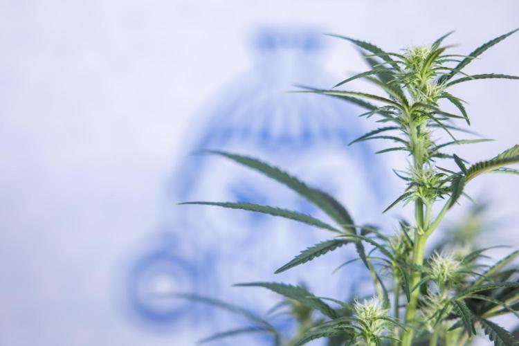 Monster Dwarf II Auto - Zamnesia x B&B. Week 5 - Monster Dwarf Automatic #2 - LST - Bloom