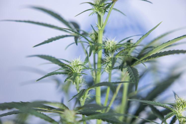 Monster Dwarf II Auto - Zamnesia x B&B. Week 5 - Monster Dwarf Automatic #2 - LST - Bloom