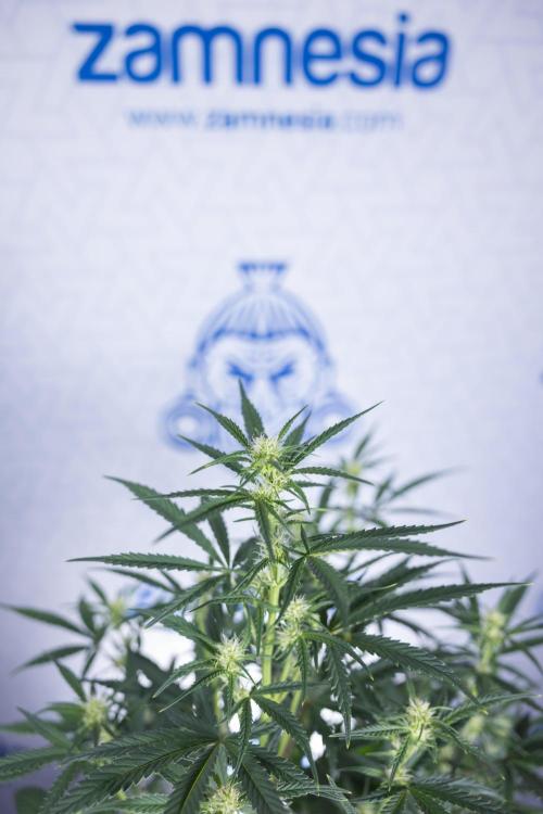 Monster Dwarf II Auto - Zamnesia x B&B. Week 5 - Monster Dwarf Automatic #2 - LST - Bloom