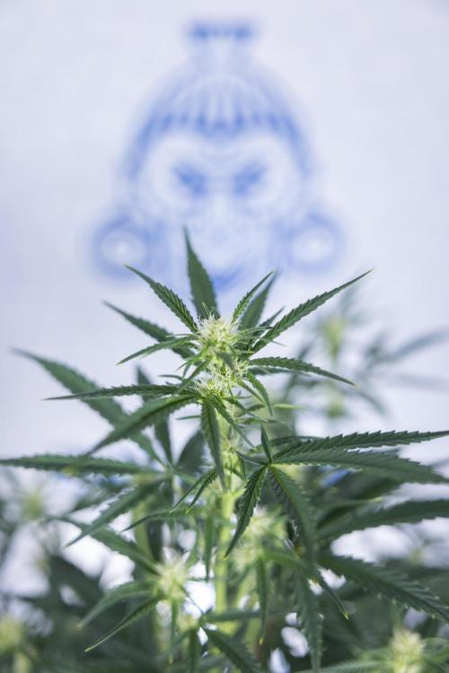 Monster Dwarf II Auto - Zamnesia x B&B. Week 5 - Monster Dwarf Automatic #2 - LST - Bloom