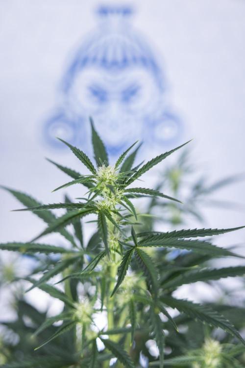 Monster Dwarf II Auto - Zamnesia x B&B. Week 5 - Monster Dwarf Automatic #2 - LST - Bloom