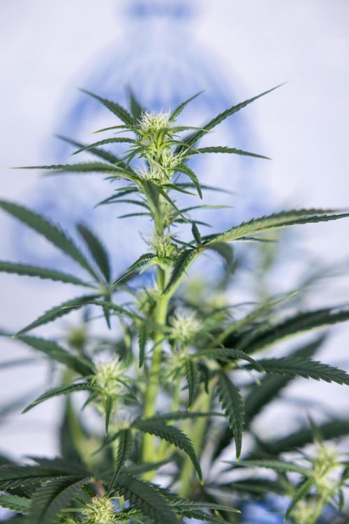 Monster Dwarf II Auto - Zamnesia x B&B. Week 5 - Monster Dwarf Automatic #2 - LST - Bloom