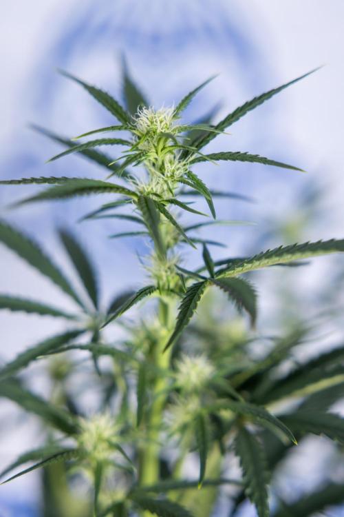 Monster Dwarf II Auto - Zamnesia x B&B. Week 5 - Monster Dwarf Automatic #2 - LST - Bloom