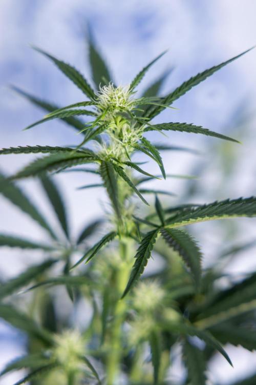 Monster Dwarf II Auto - Zamnesia x B&B. Week 5 - Monster Dwarf Automatic #2 - LST - Bloom