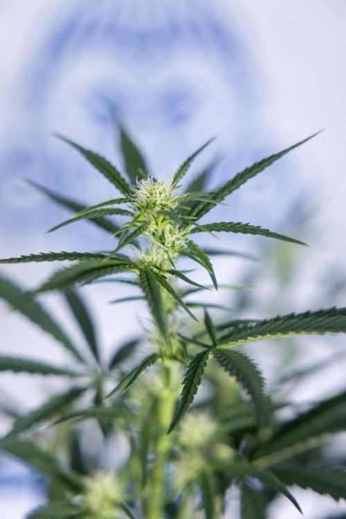 Monster Dwarf II Auto - Zamnesia x B&B. Week 5 - Monster Dwarf Automatic #2 - LST - Bloom