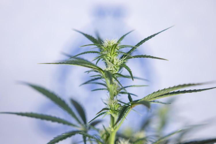 Monster Dwarf II Auto - Zamnesia x B&B. Week 5 - Monster Dwarf Automatic #2 - LST - Bloom