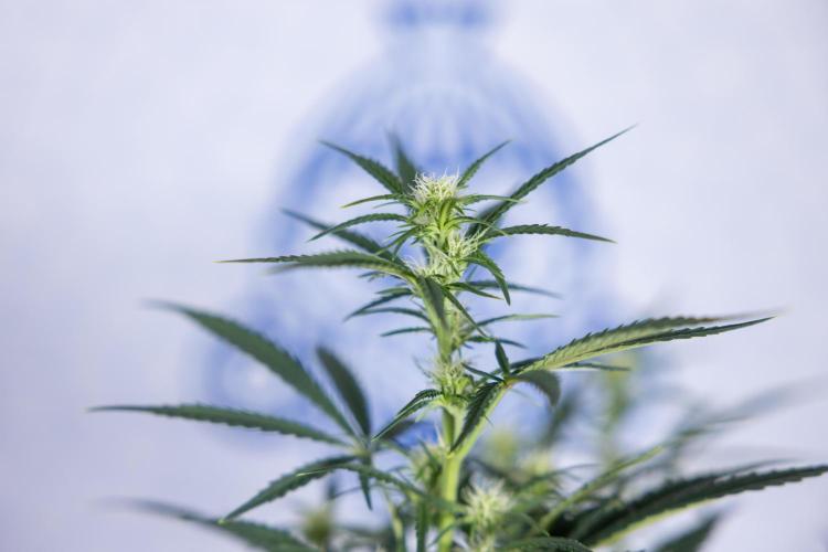 Monster Dwarf II Auto - Zamnesia x B&B. Week 5 - Monster Dwarf Automatic #2 - LST - Bloom