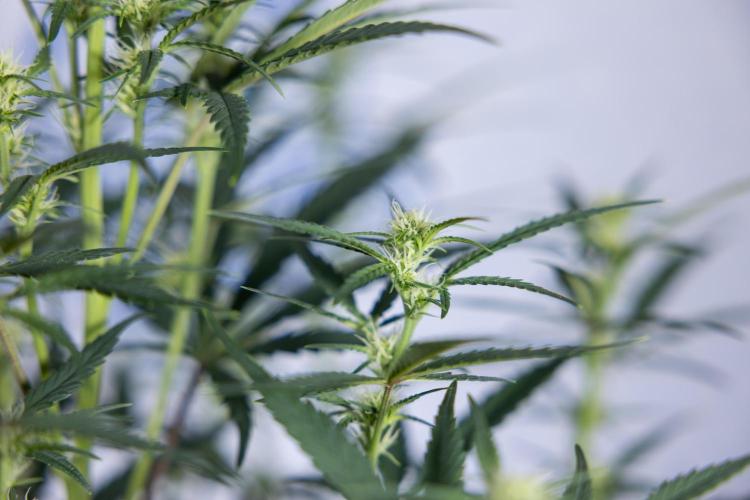 Monster Dwarf II Auto - Zamnesia x B&B. Week 5 - Monster Dwarf Automatic #2 - LST - Bloom