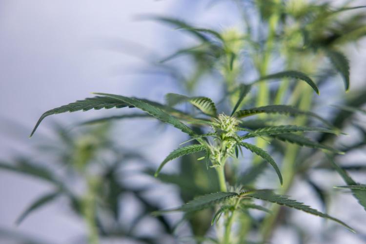 Monster Dwarf II Auto - Zamnesia x B&B. Week 5 - Monster Dwarf Automatic #2 - LST - Bloom