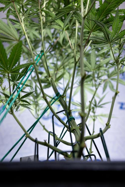 Monster Dwarf II Auto - Zamnesia x B&B. Week 5 - Monster Dwarf Automatic #2 - LST - Bloom